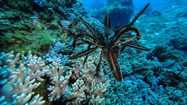 第一次的合界船潛，水清無流輕鬆玩