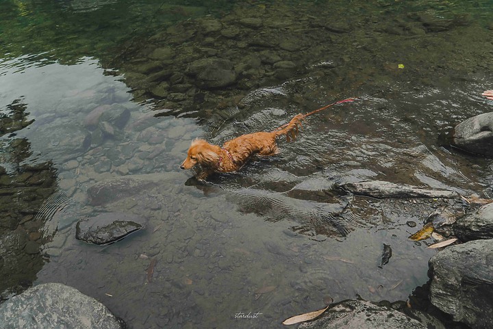 點我看大圖 【新北市・烏來】福山部落一日遊 溪瀧步道 // 蝴蝶公園 // 大羅蘭溪