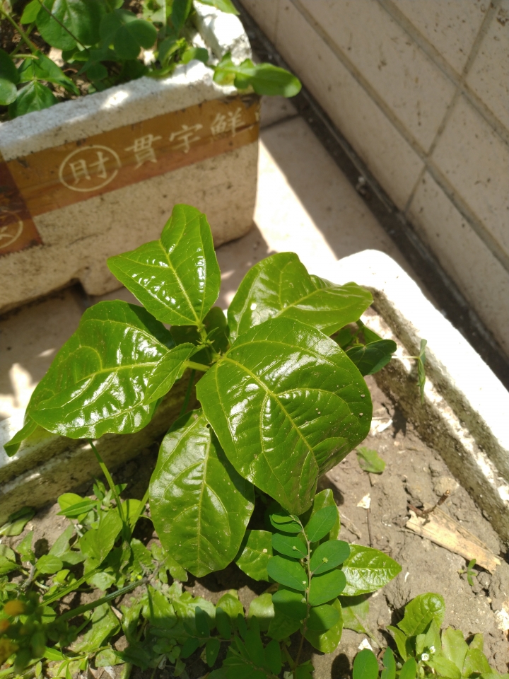請問這是什麼植物？