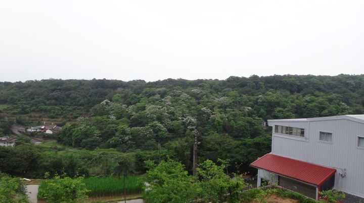 山上有個富貴角?|美人樹大道|三芝田心|淡水老街蛋餅外酥內嫩|油桐花海 【台北單車go百K系列】