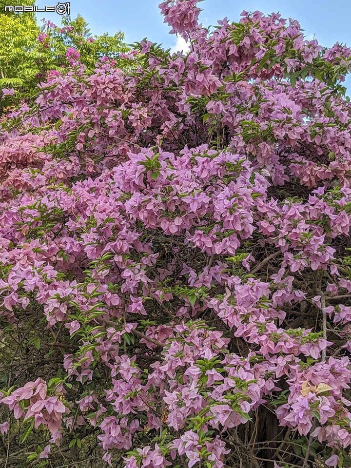 九重葛+燈籠花 高雄市橋頭區橋頭糖廠 05/02