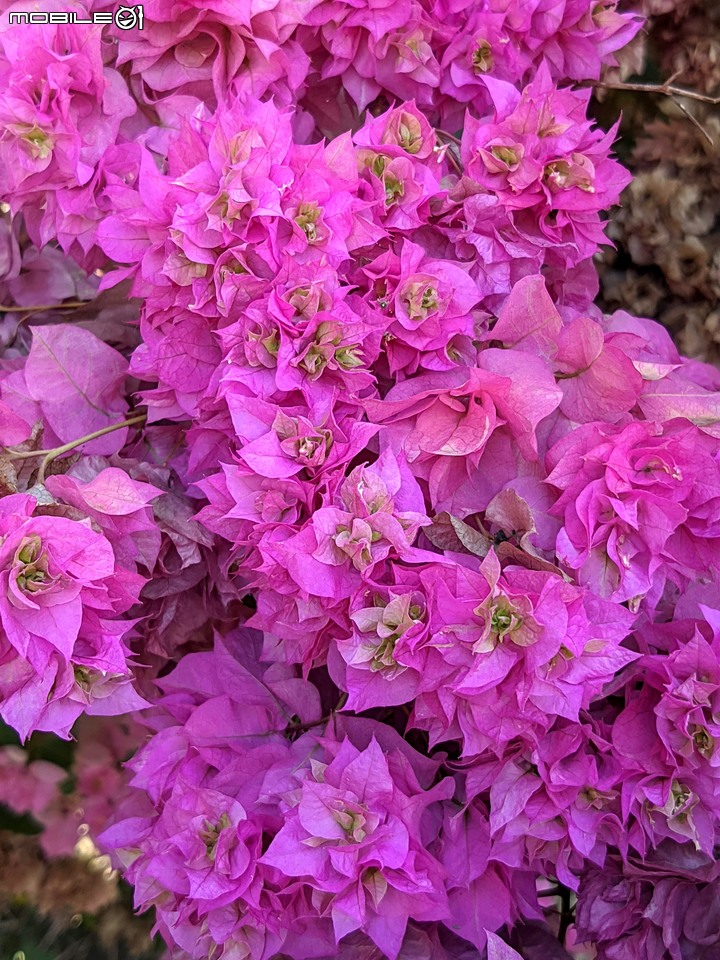 九重葛+燈籠花 高雄市橋頭區橋頭糖廠 05/02