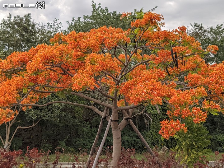 鳳凰花 台南市安南區史博館 05/16