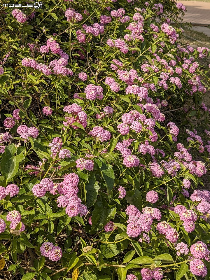 九重葛+燈籠花 高雄市橋頭區橋頭糖廠 05/02