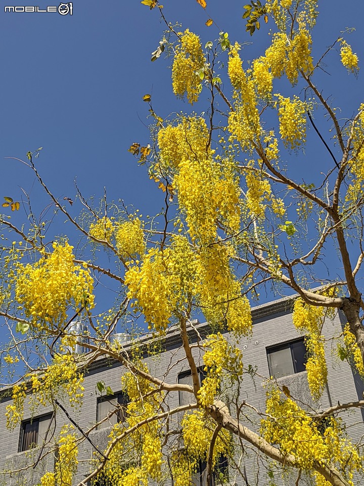 阿勃勒+鳳凰花 高雄市岡山區岡山公園 05/02