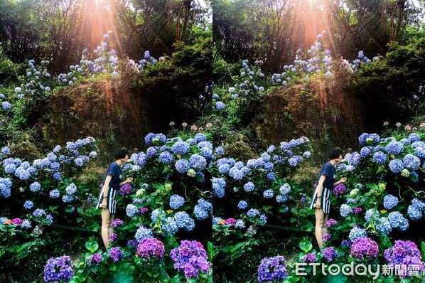 8000坪繡球花田在萬里！