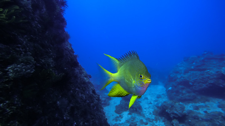 第一次的合界船潛，水清無流輕鬆玩