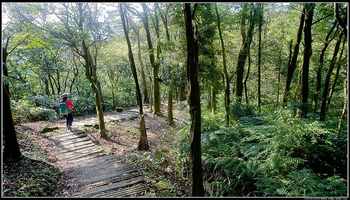 點我看大圖 〖大尖山步道〗、【四分尾山】、【大尖山】