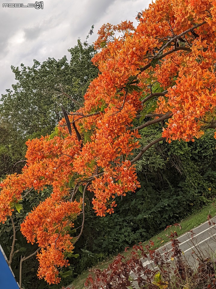 鳳凰花 台南市安南區史博館 05/16