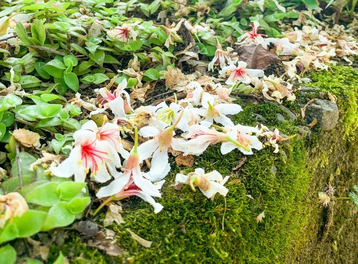 【三灣│遊記】神棹山桐花秘境 未經歷險焉得桐花香