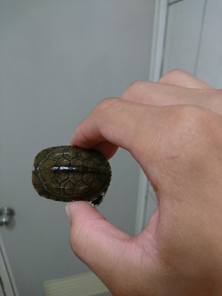 請問各位這隻烏龜是什麼品種？
