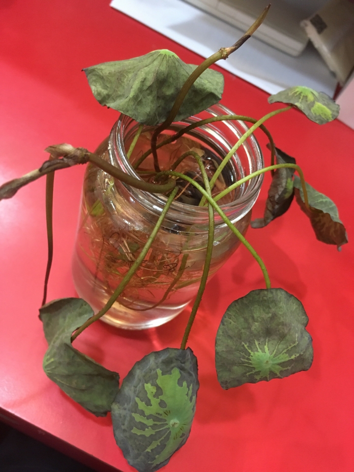 這種植物怎麼照顧？