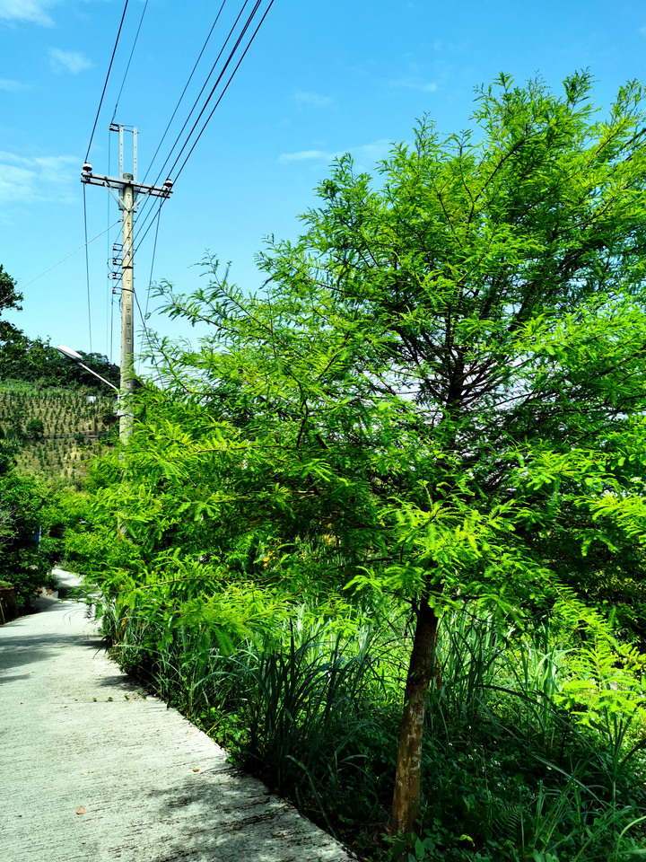 小百岳|台中|暗影山|台灣千尺以下最高峰|新社區