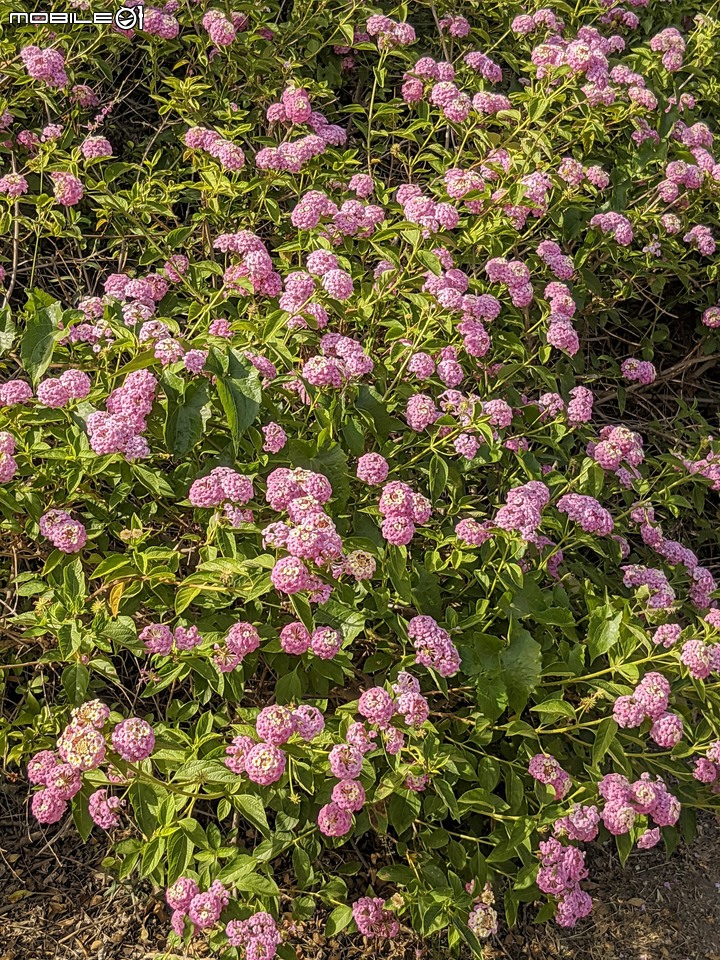 九重葛+燈籠花 高雄市橋頭區橋頭糖廠 05/02
