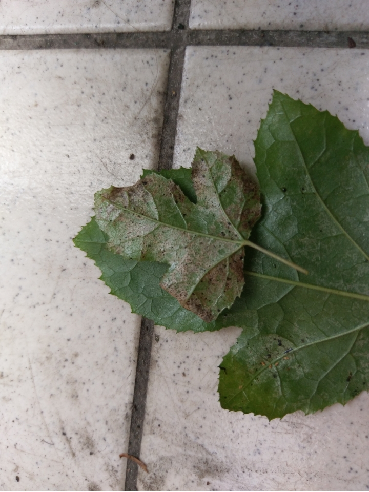 葉子上的黑點是什麼蟲？