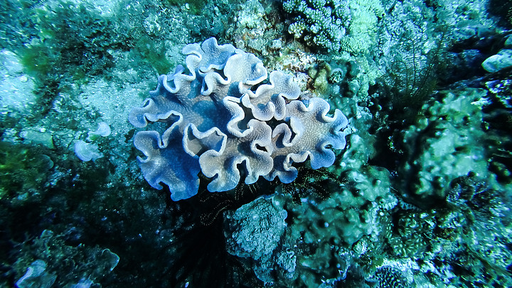 第一次的合界船潛，水清無流輕鬆玩