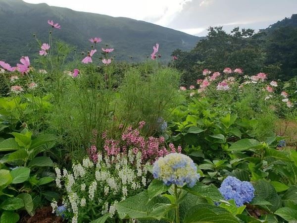 8000坪繡球花田在萬里！