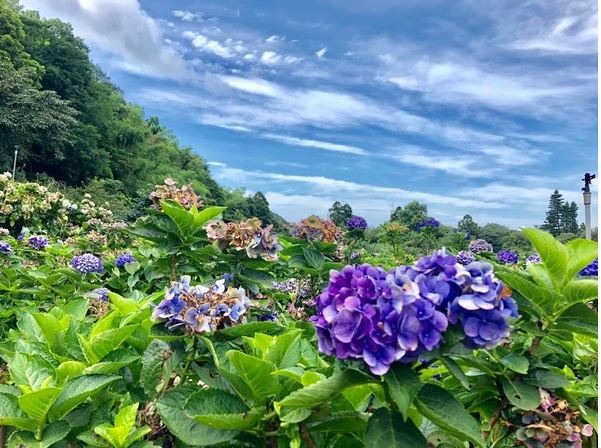 8000坪繡球花田在萬里！