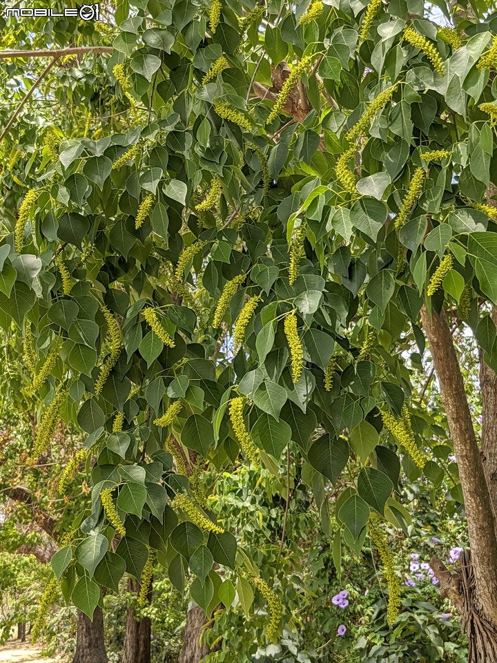 仙人掌+鳳凰花 台南市北區公園南路台南公園 05/03
