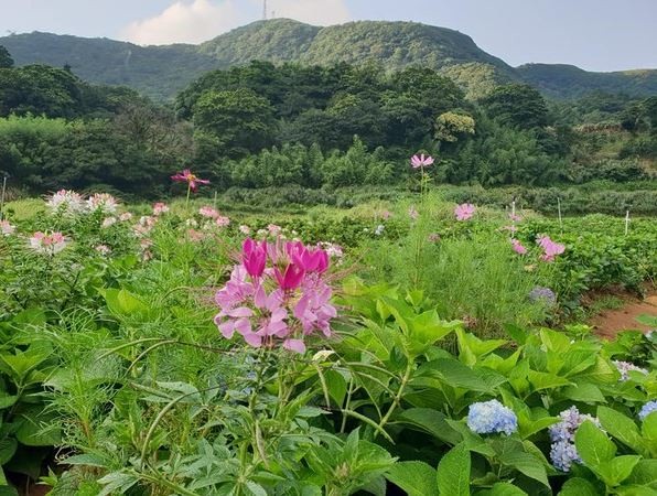 8000坪繡球花田在萬里！