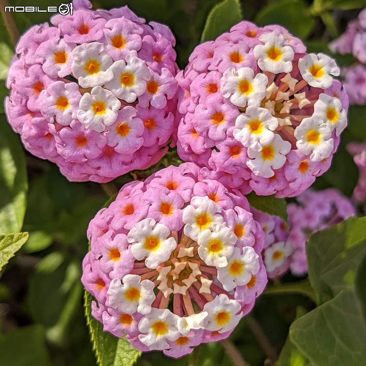 九重葛+燈籠花 高雄市橋頭區橋頭糖廠 05/02