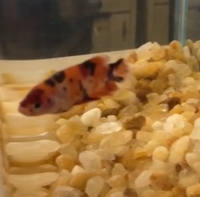 請問有人知道這個鬥魚品種嗎