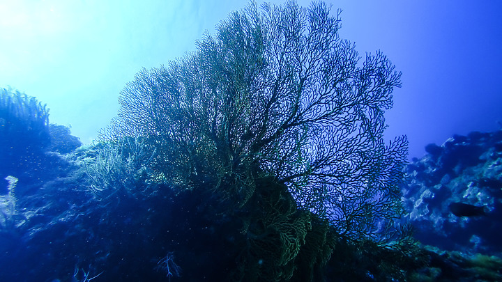 第一次的合界船潛，水清無流輕鬆玩