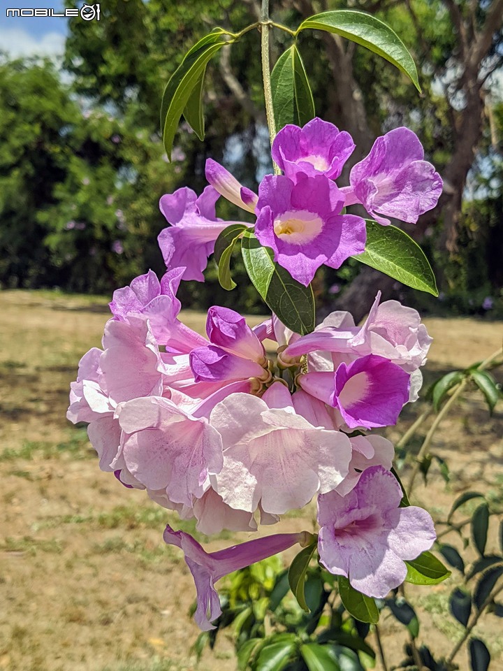 仙人掌+鳳凰花 台南市北區公園南路台南公園 05/03