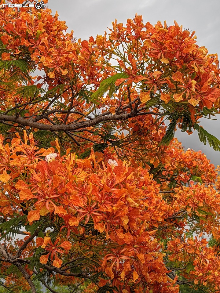 鳳凰花 台南市安南區史博館 05/16