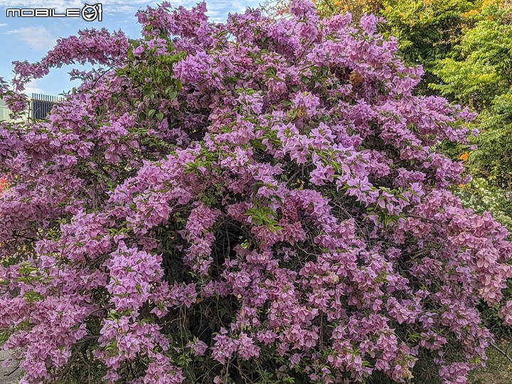 九重葛+燈籠花 高雄市橋頭區橋頭糖廠 05/02
