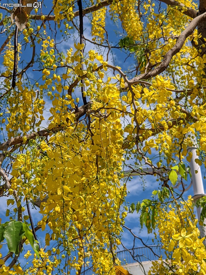 阿勃勒+鳳凰花 高雄市岡山區岡山公園 05/02