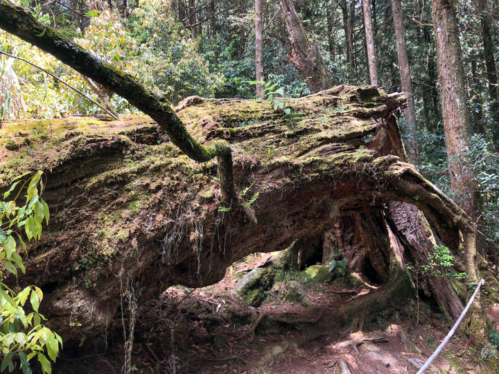 ***鳶嘴稍來山縱走***