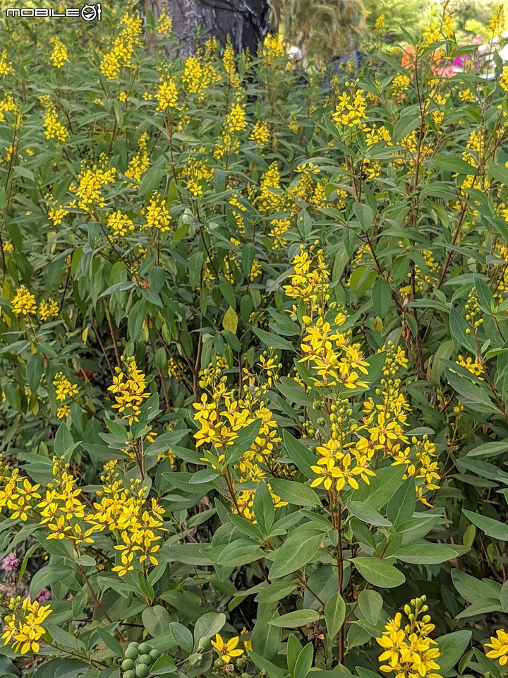 九重葛+燈籠花 高雄市橋頭區橋頭糖廠 05/02