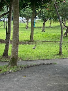 田野調查