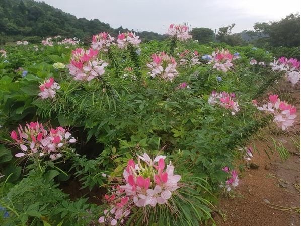 8000坪繡球花田在萬里！