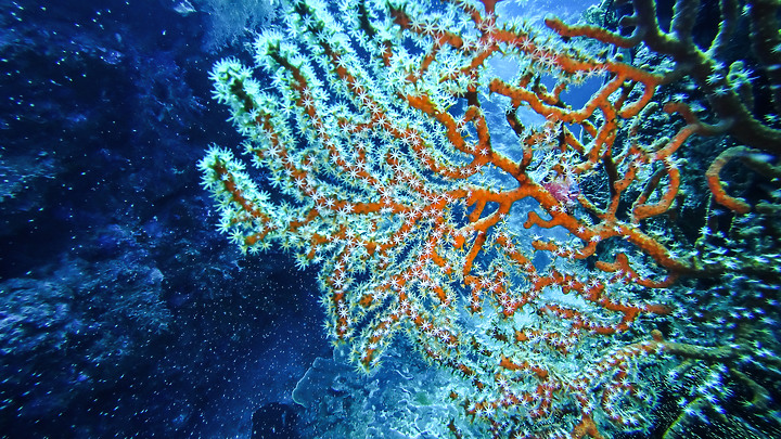 第一次的合界船潛，水清無流輕鬆玩