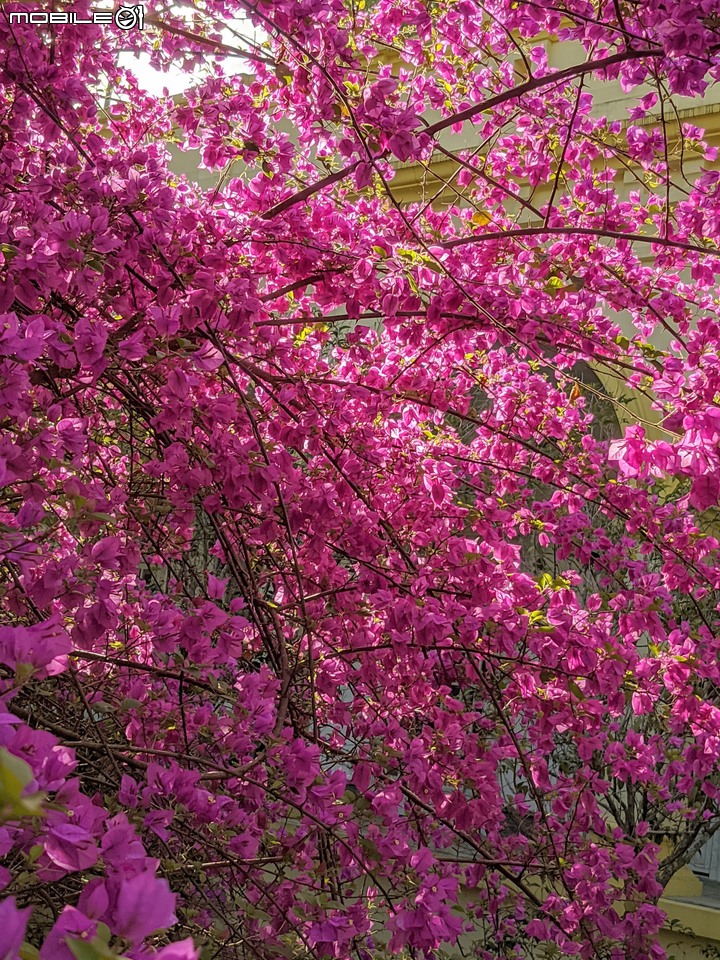 九重葛+燈籠花 高雄市橋頭區橋頭糖廠 05/02