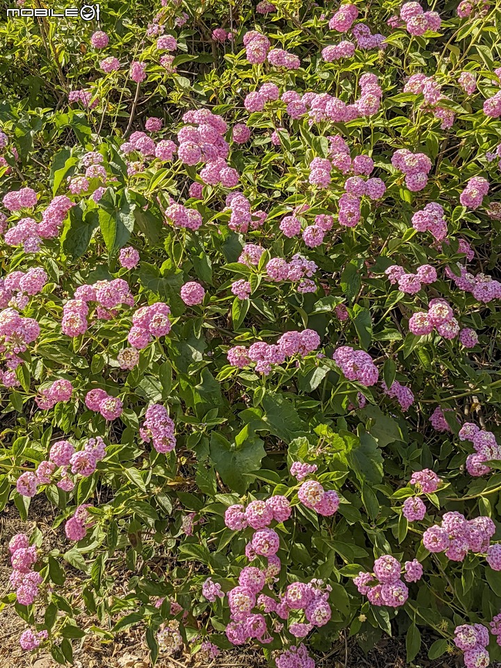 九重葛+燈籠花 高雄市橋頭區橋頭糖廠 05/02