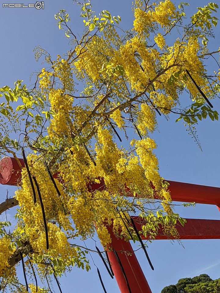 阿勃勒+鳳凰花 高雄市岡山區岡山公園 05/02