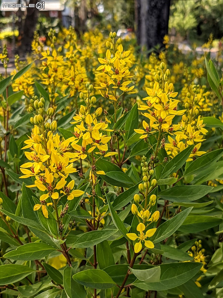 九重葛+燈籠花 高雄市橋頭區橋頭糖廠 05/02