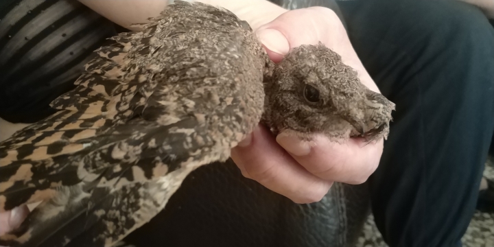 請問這是什麼鳥？