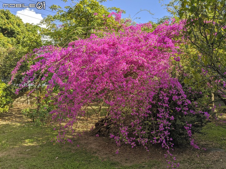 九重葛+燈籠花 高雄市橋頭區橋頭糖廠 05/02