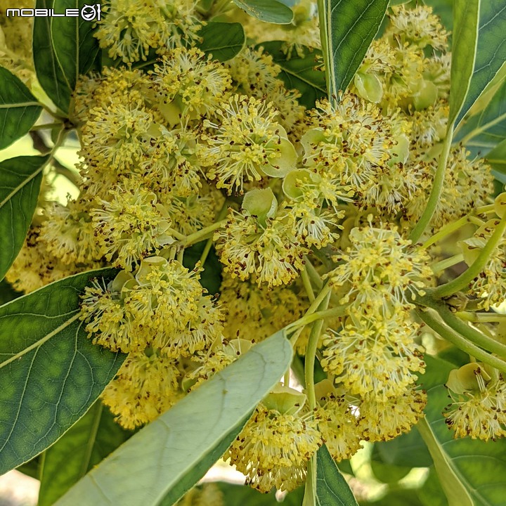 潺槁樹 台南市安平區湖濱水鳥公園 05/24