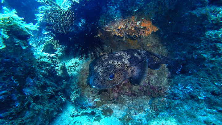 第一次的合界船潛，水清無流輕鬆玩