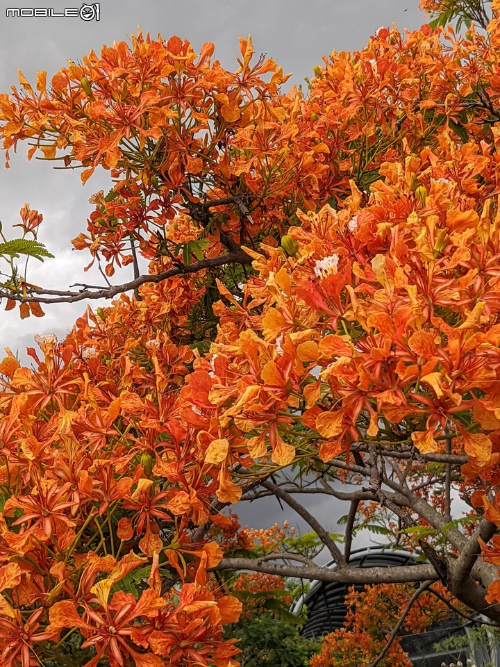 鳳凰花 台南市安南區史博館 05/16