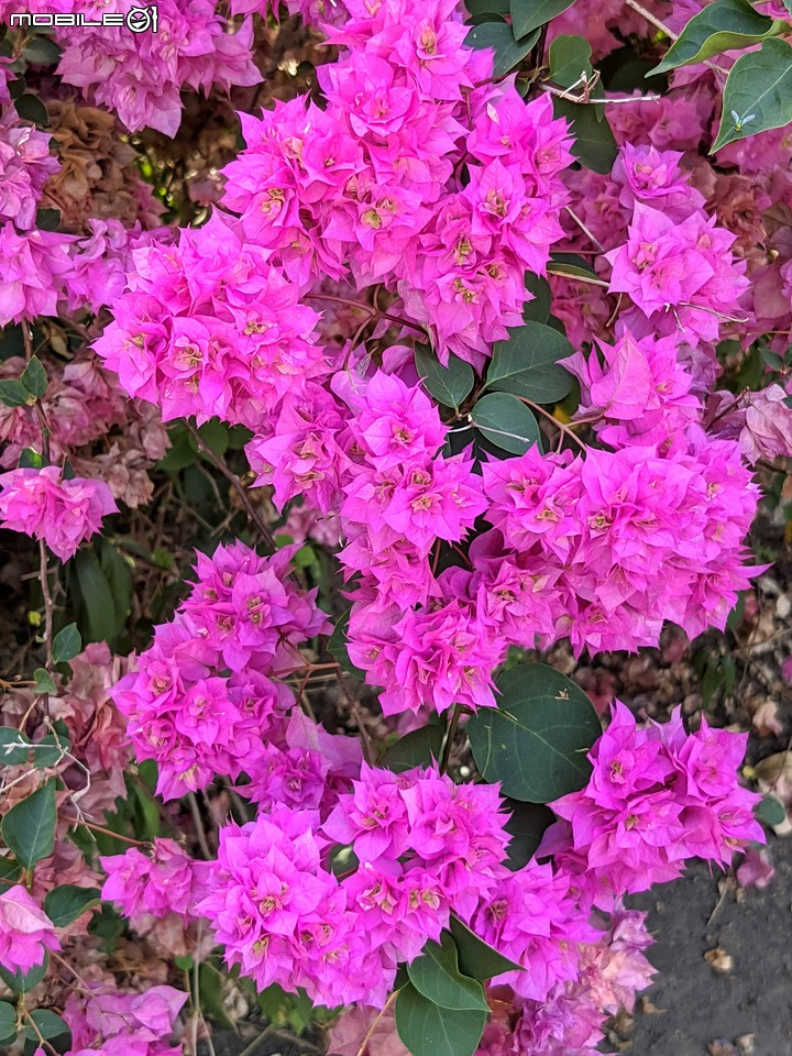 九重葛+燈籠花 高雄市橋頭區橋頭糖廠 05/02