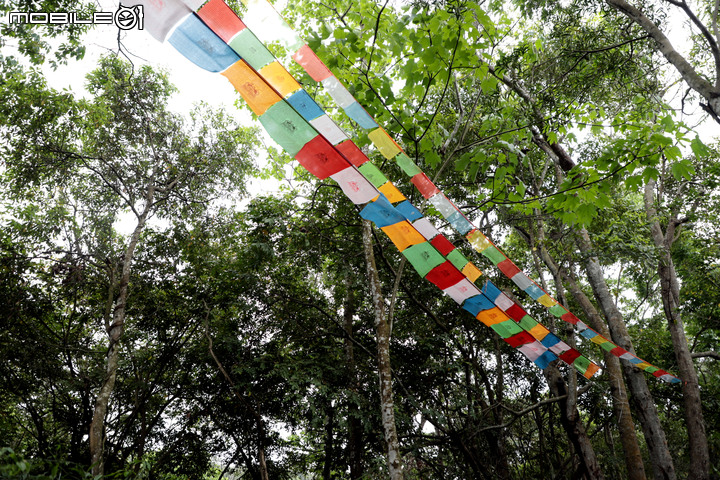 賞桐秘境|親子同遊|古步道|挑水古道|芬園鄉|彰化縣