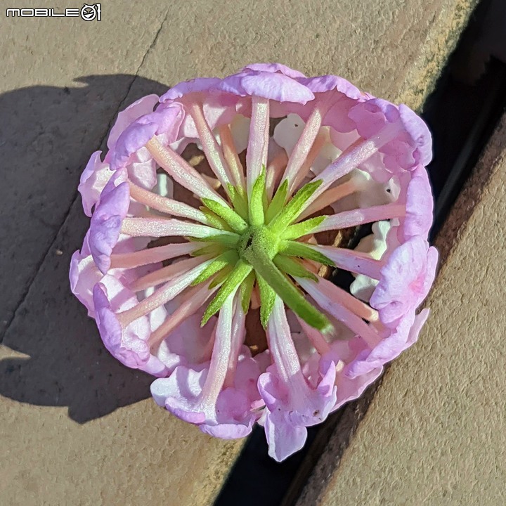 九重葛+燈籠花 高雄市橋頭區橋頭糖廠 05/02