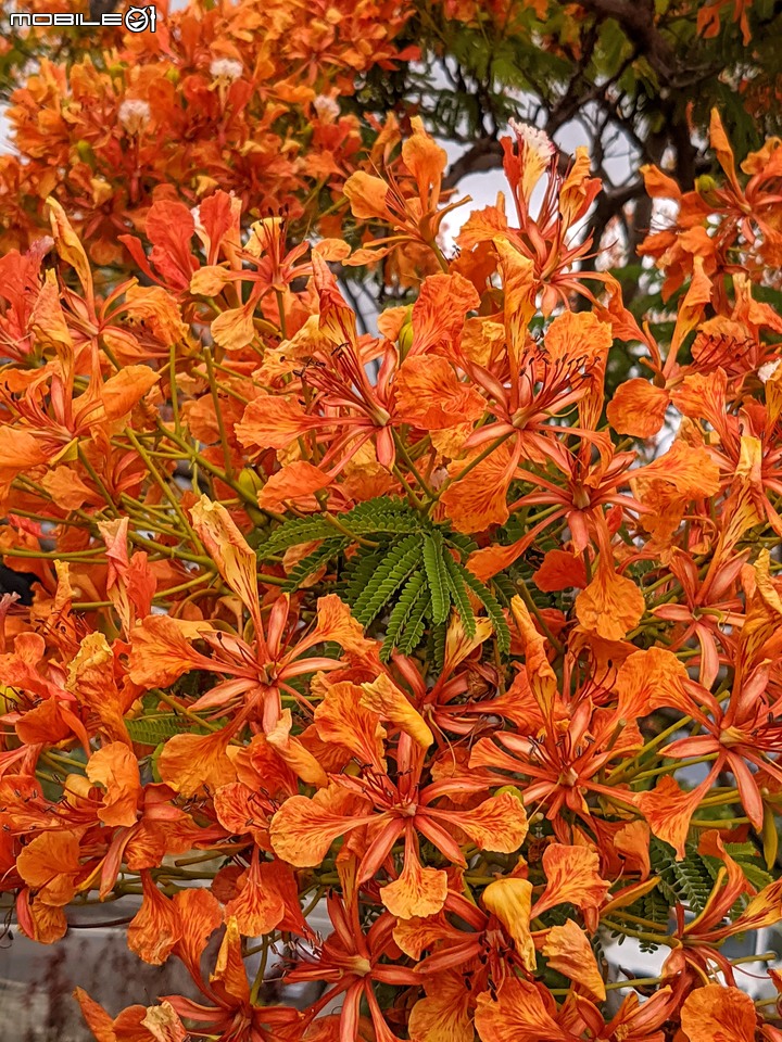 鳳凰花 台南市安南區史博館 05/16