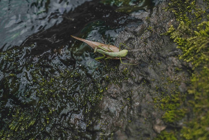 點我看大圖 【新北市・烏來】福山部落一日遊 溪瀧步道 // 蝴蝶公園 // 大羅蘭溪